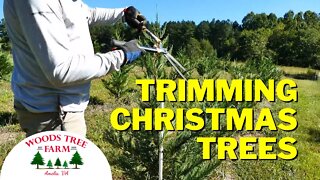 A Major Milestone! Our Trees Need Trimming