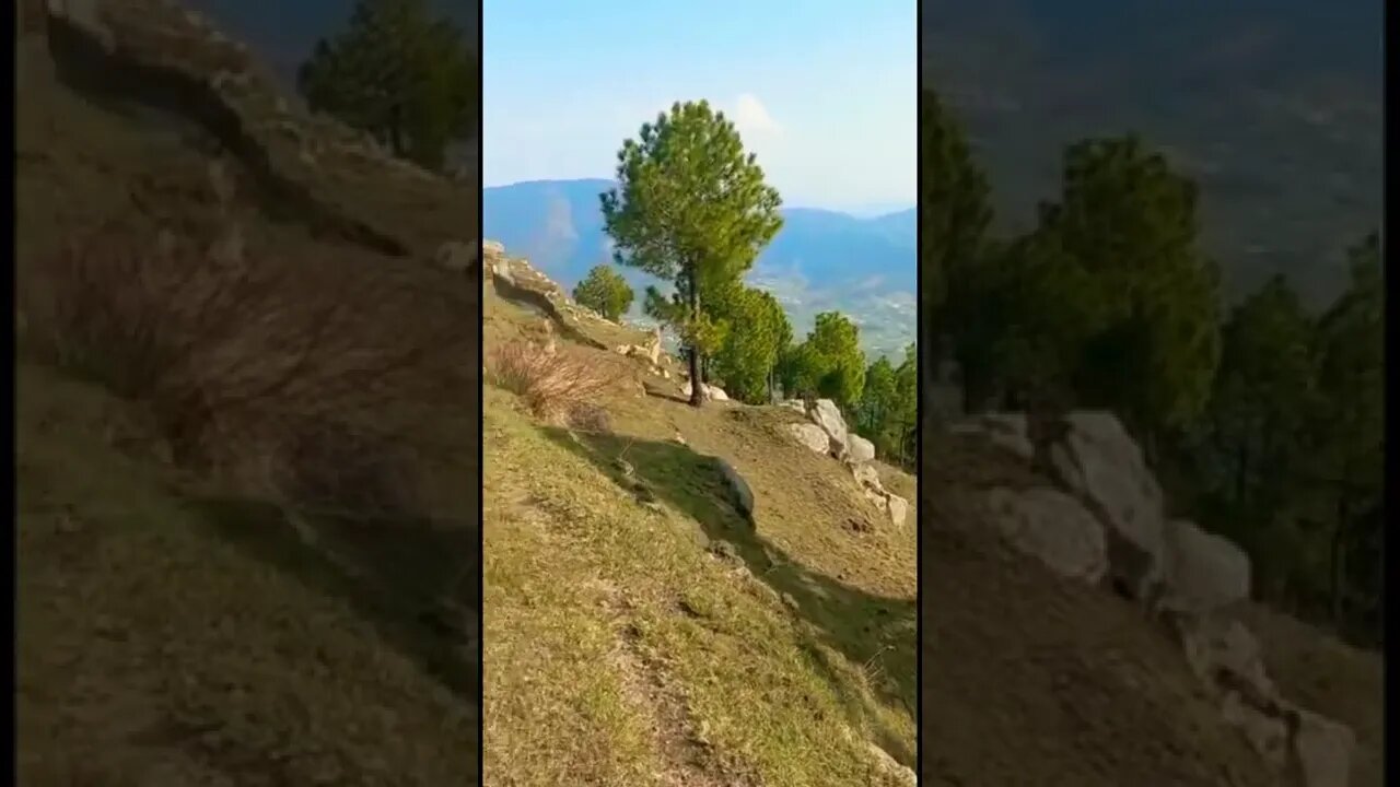 Natural beauty #youtubeshorts#short #beautiful #subscribe#pakistan#villagelife#kpk#mansehra