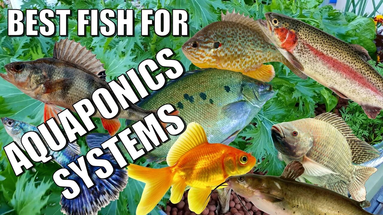 "What's the Best Fish for Aquaponics" & other Fishy Questions