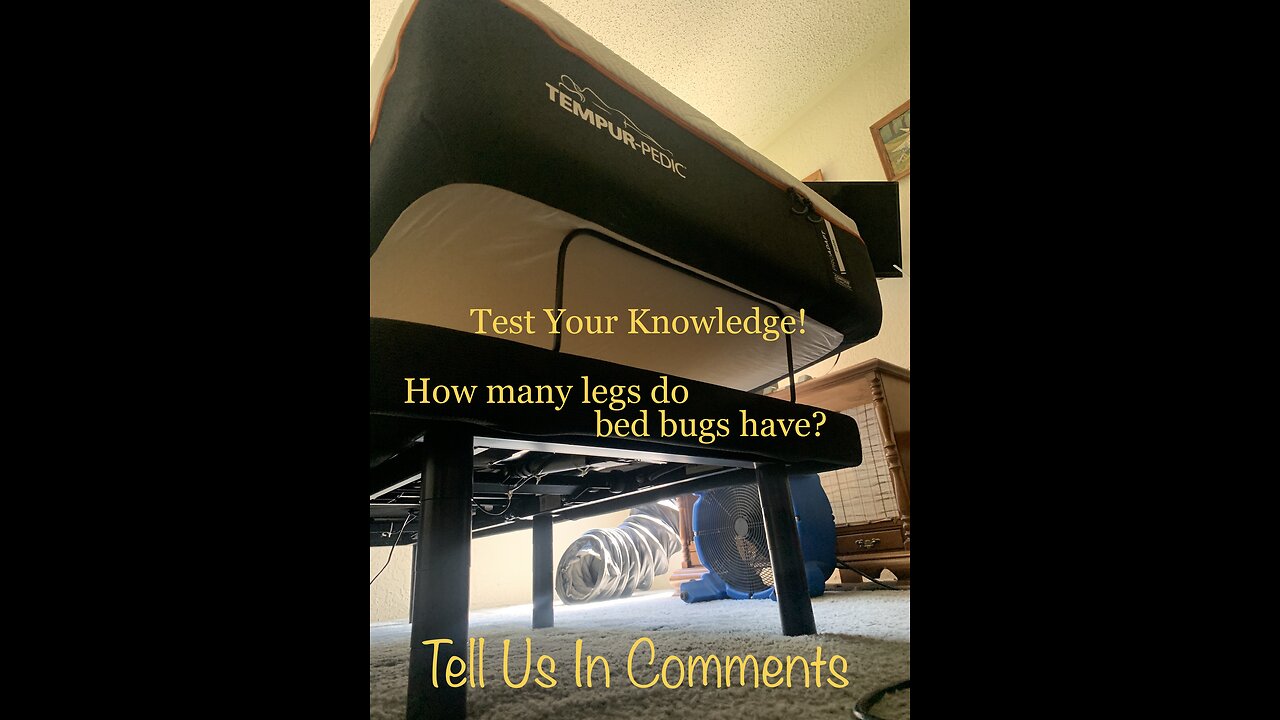 How many legs do bed bugs have?