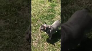 Nico the French Bulldog gets Startled by a Bird 😎😂🐶#shorts