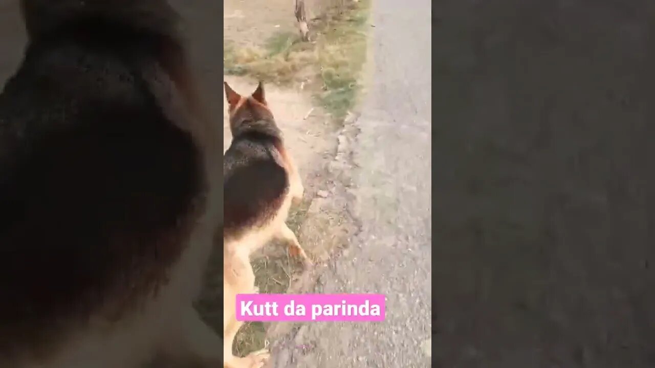 कुत्ते द परांदा तेरा #rudrakrishna #ytshorts @rudrakhatanagurjjar #dog #animals