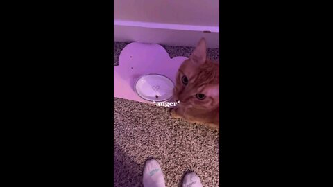 Reaction cat to food