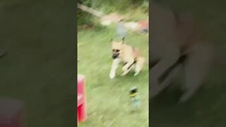 Mean rooster chases my dog