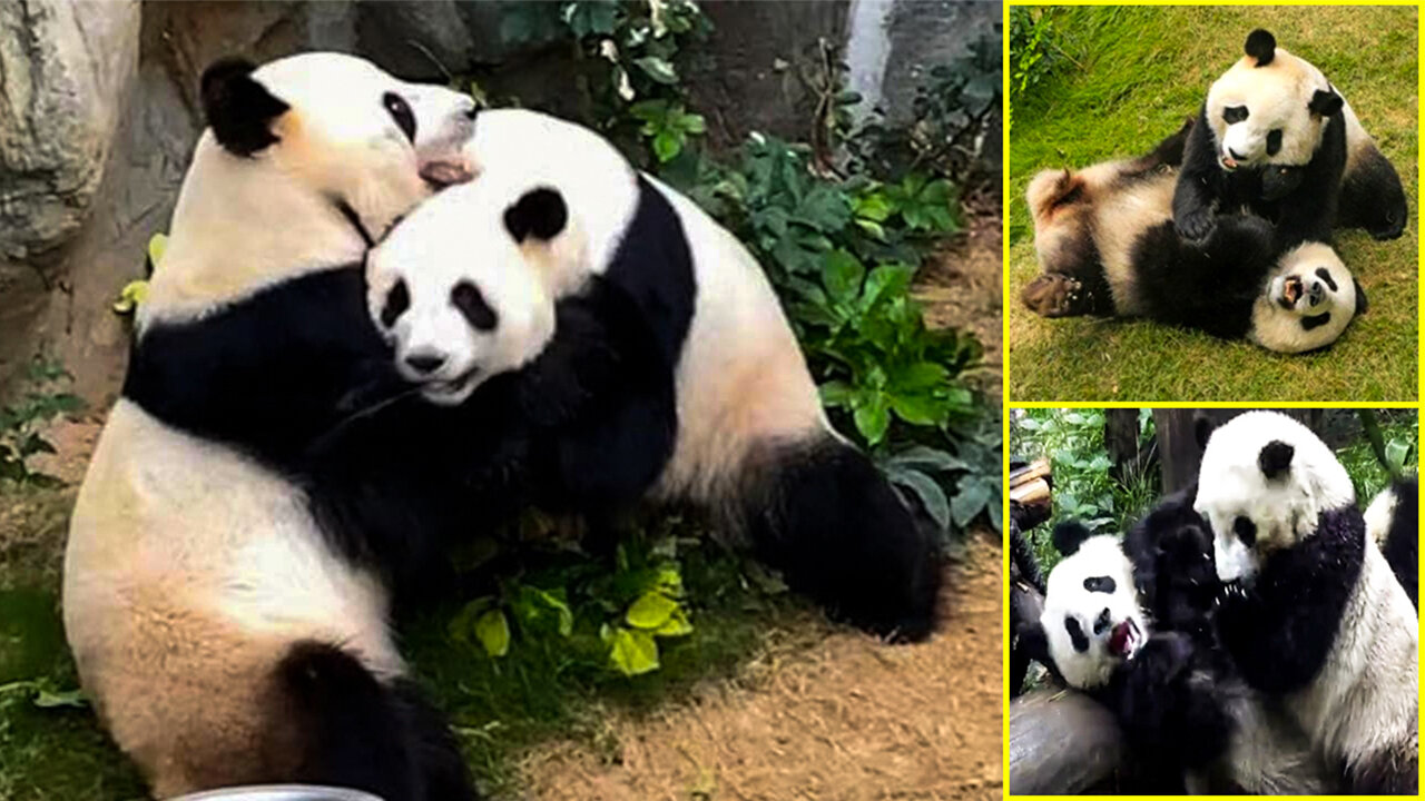 Funny Panda's life - Playing, Sleeping, Eating & Farting