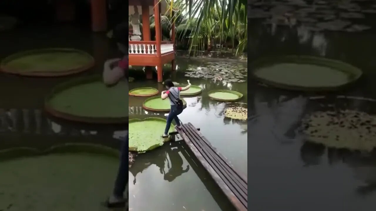 derrota-régia 😂😂😂 #shorts