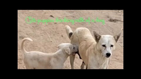 Cute 2 puppies drinking milk of a dog,#Shorts,#dog,#puppies,#animal,#babydog,#animallover