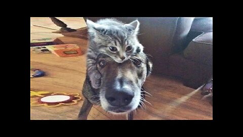 Funny dogs and cats in action.