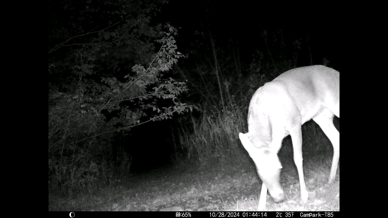 Buck Deer Cam 10-28-2024