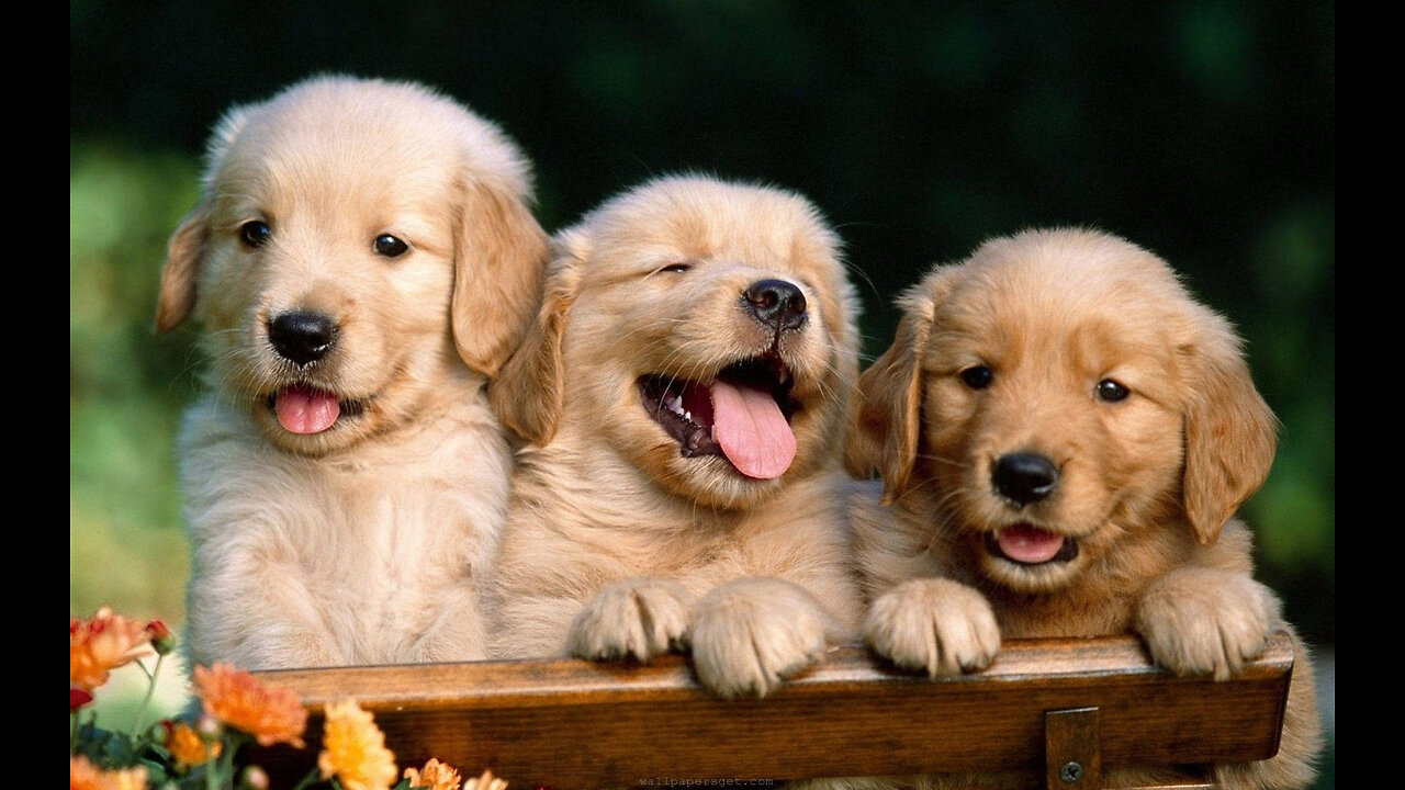 TOP 10 DOGS BARKING
