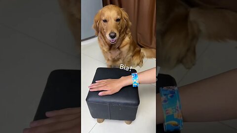 #funny #funniestvideo #cats #dogs #pets #animal #catsanddogs