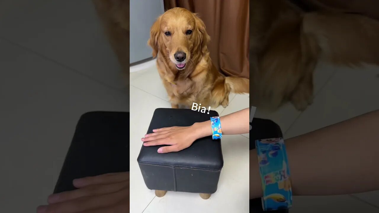 #funny #funniestvideo #cats #dogs #pets #animal #catsanddogs