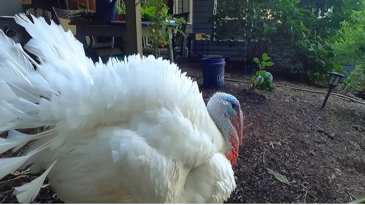 What and what not to feed rabbits!! Oh no who’s going to freezer camp?