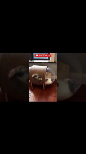 Deixa eu Entrar na Sua Casa Gatinho! #shorts