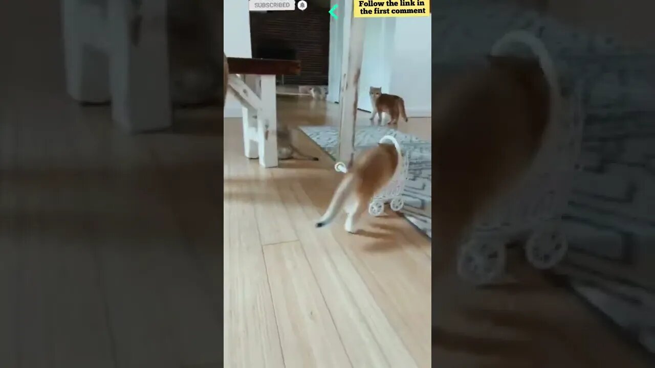 cute cat videos 😹 funny videos 😂 784 😻 #shorts #shortsfunny#cutecat #catvideos#catsfood#catscare