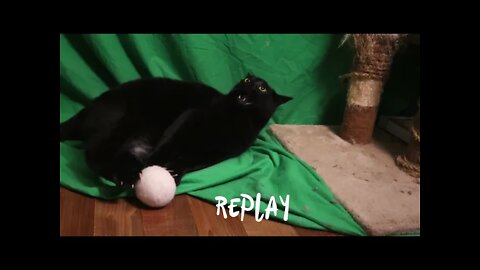 Loony Cat Checks out then Comes Back to Reality (ends with a bang)