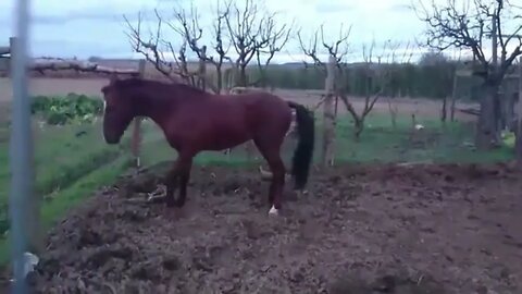 Horse & Dog