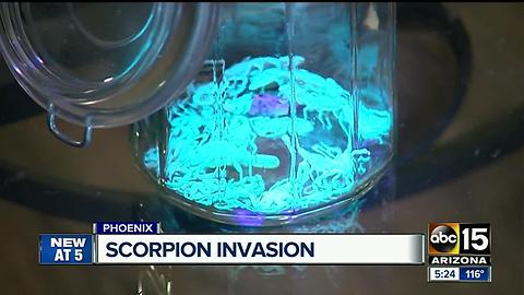 Scorpion invasion forces couple to consider moving from Valley apartment complex