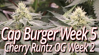 Cap Burger Week 4 & Cherry Runtz OG Week 2: Blackdog LED Full Garden Update