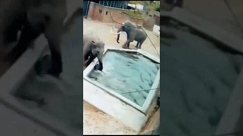 Jazbat to Sb k Hoty Hain || What a Save ❤️❤️ #animals #elephant #rescue