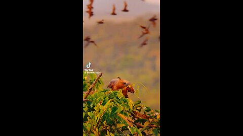 King of birds 🦅