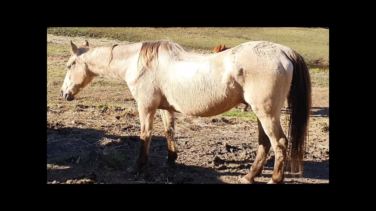 Arthur looking the best his best. I'm expecting him to be nice and round for Spring.