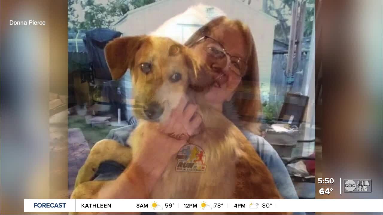 Tully's Tails: Meet Teddy
