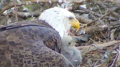 USS Eagles - Eaglet cuddles USS 4 & Dad