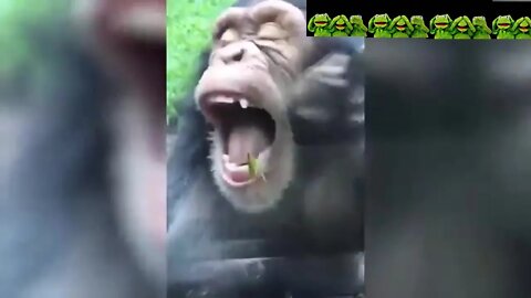 Funniest Animals Funny Wild Animals Life