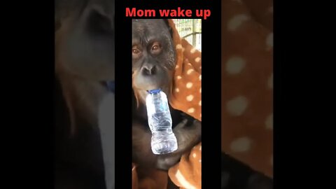 Big mom wakeup for drink
