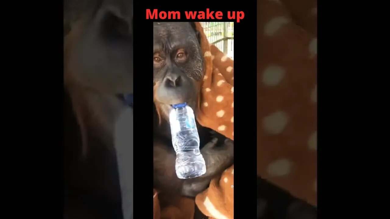 Big mom wakeup for drink