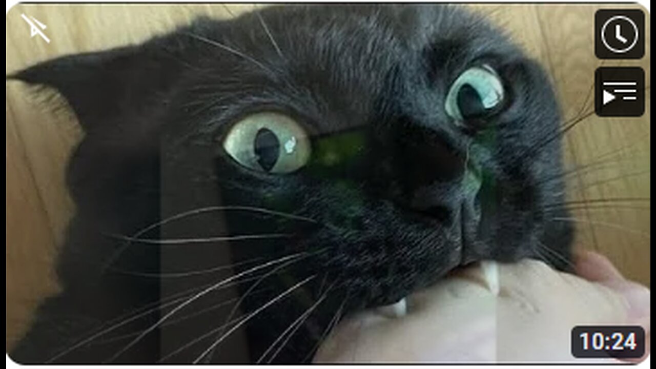 Watch later Add to queue Funny animals - Funny cats / dogs - Funny animal videos 275