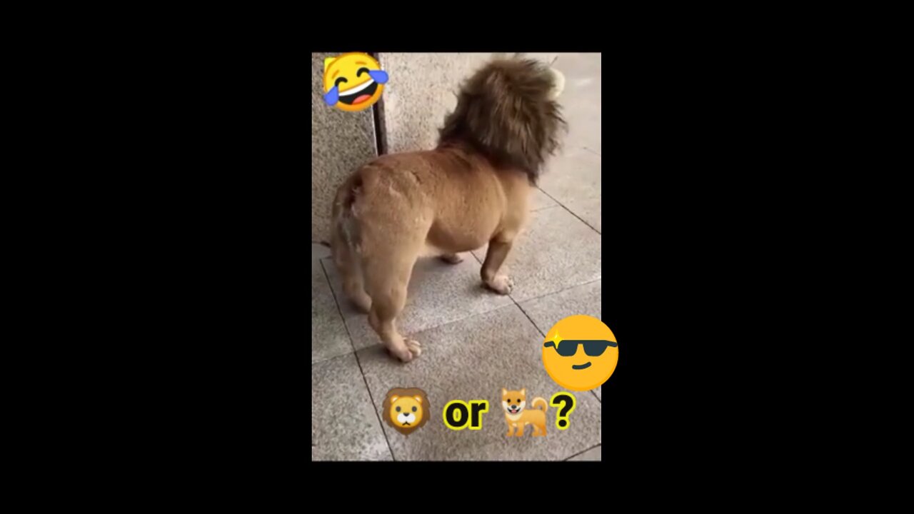πΆor π¦.? π