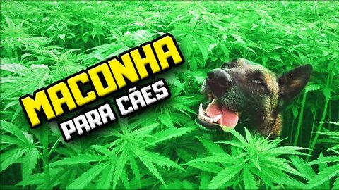 Maconha medicinal para Cães: tratamento de convulsão, câncer, cinomose... | Dr. Edgard Gomes