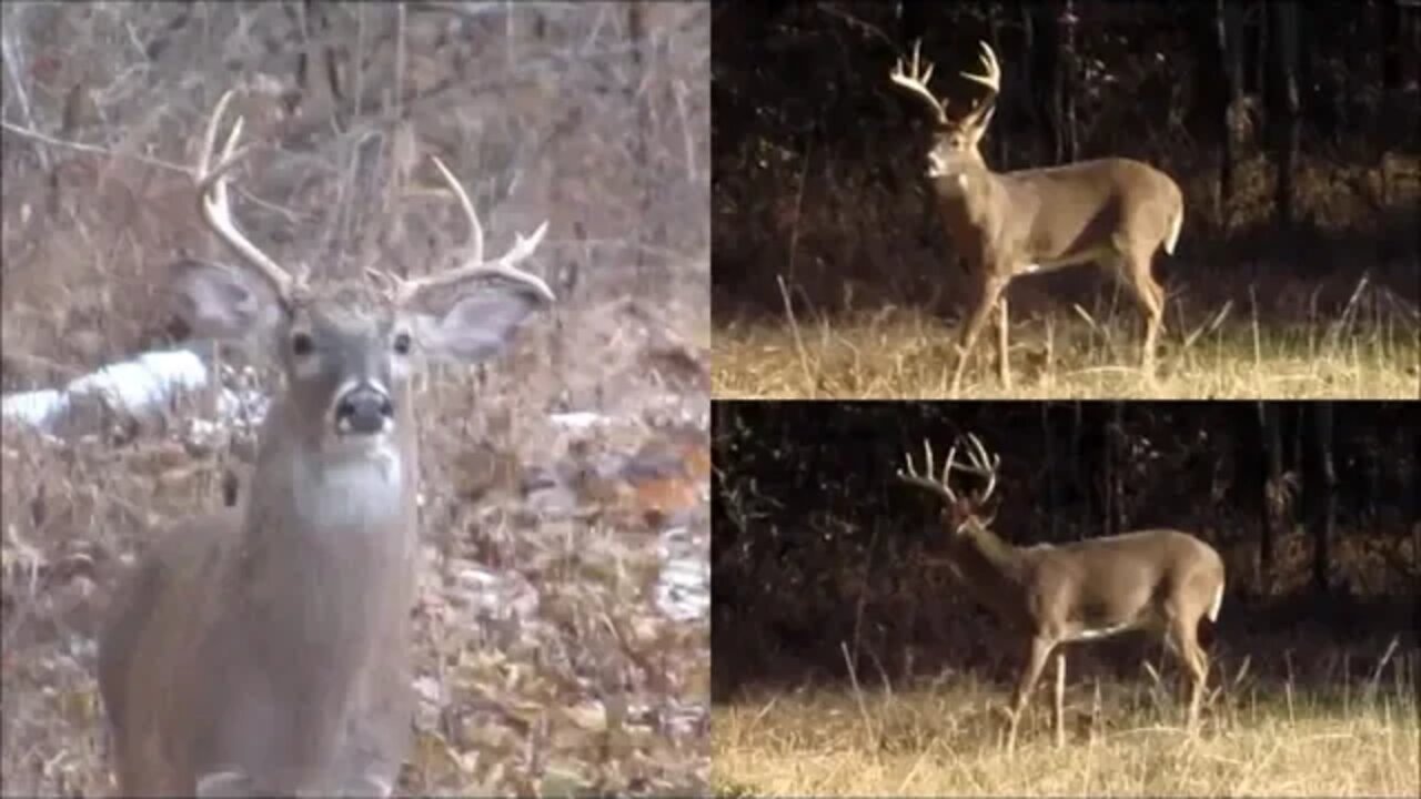 Kentucky Deer Vlog 11-18-19 & CRP, bucks and owning your own land!