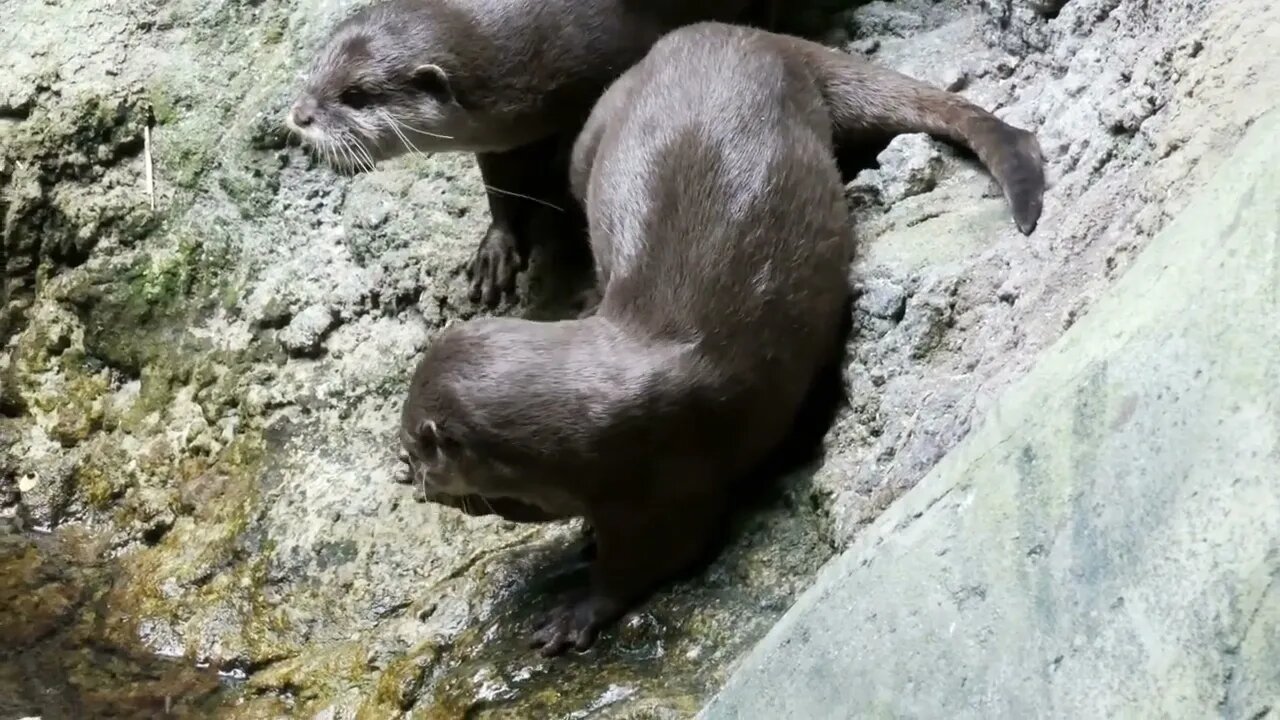 Otter sits at the water and cleans himself