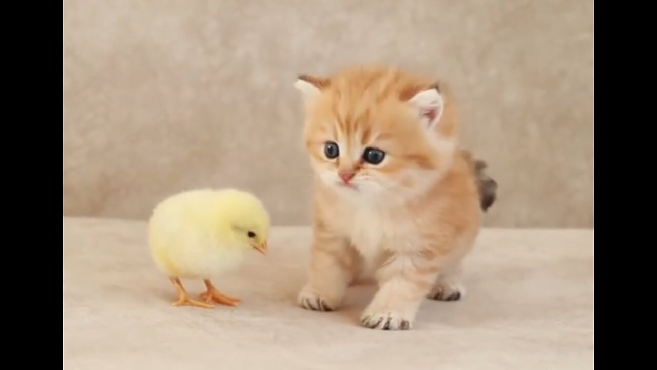 Fluffy orange meets with the yolk 🐥