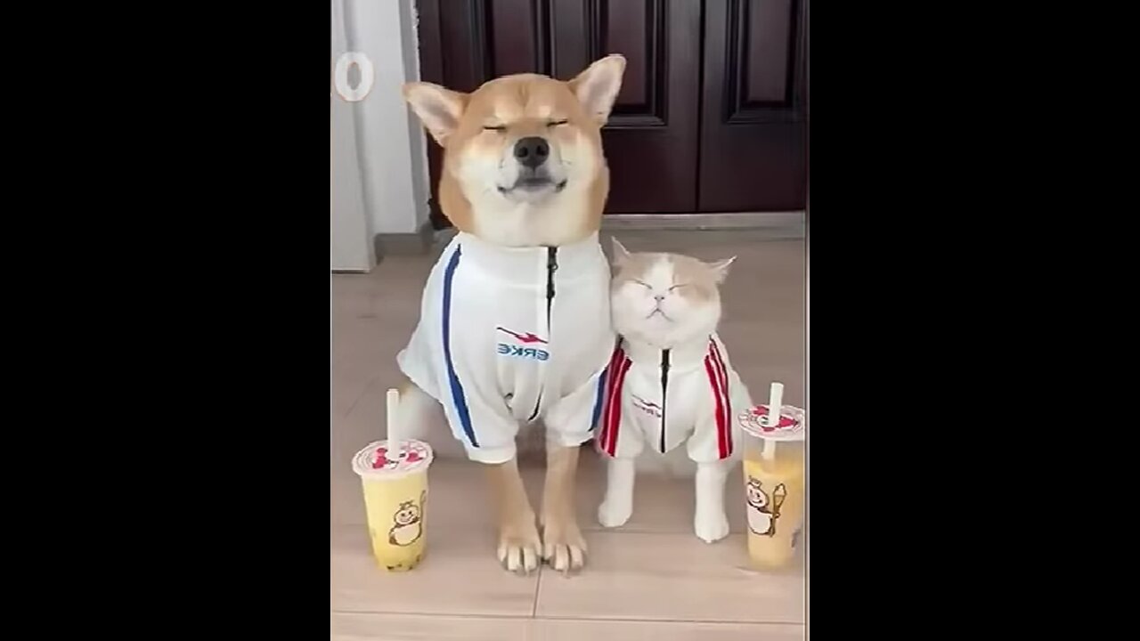 funny cats and dogs video