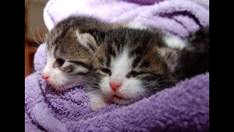 TOP 10 Cutest Cat Names For Male & Female