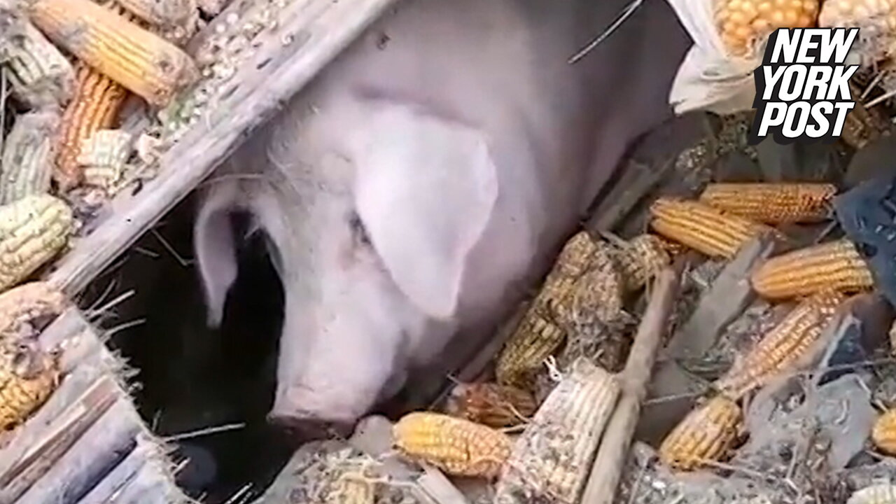 Pig buried for 45 days after earthquake in China