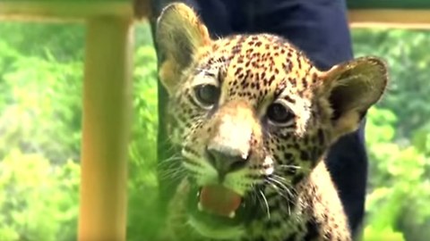 Cute Twin Jaguar Cubs Born in Mexico