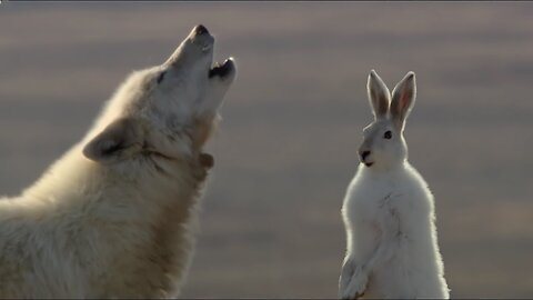 Wolf Pack Hunts A Hare - The Hunt - BBC Earth