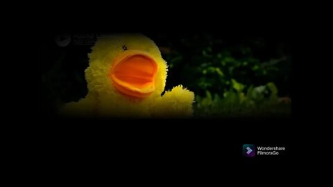 Fluffing a Duck - No copyright music for your videos.