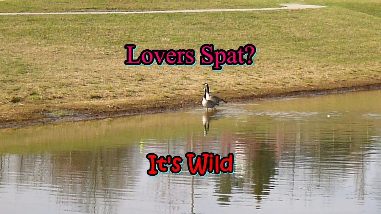 Lovers Spat?