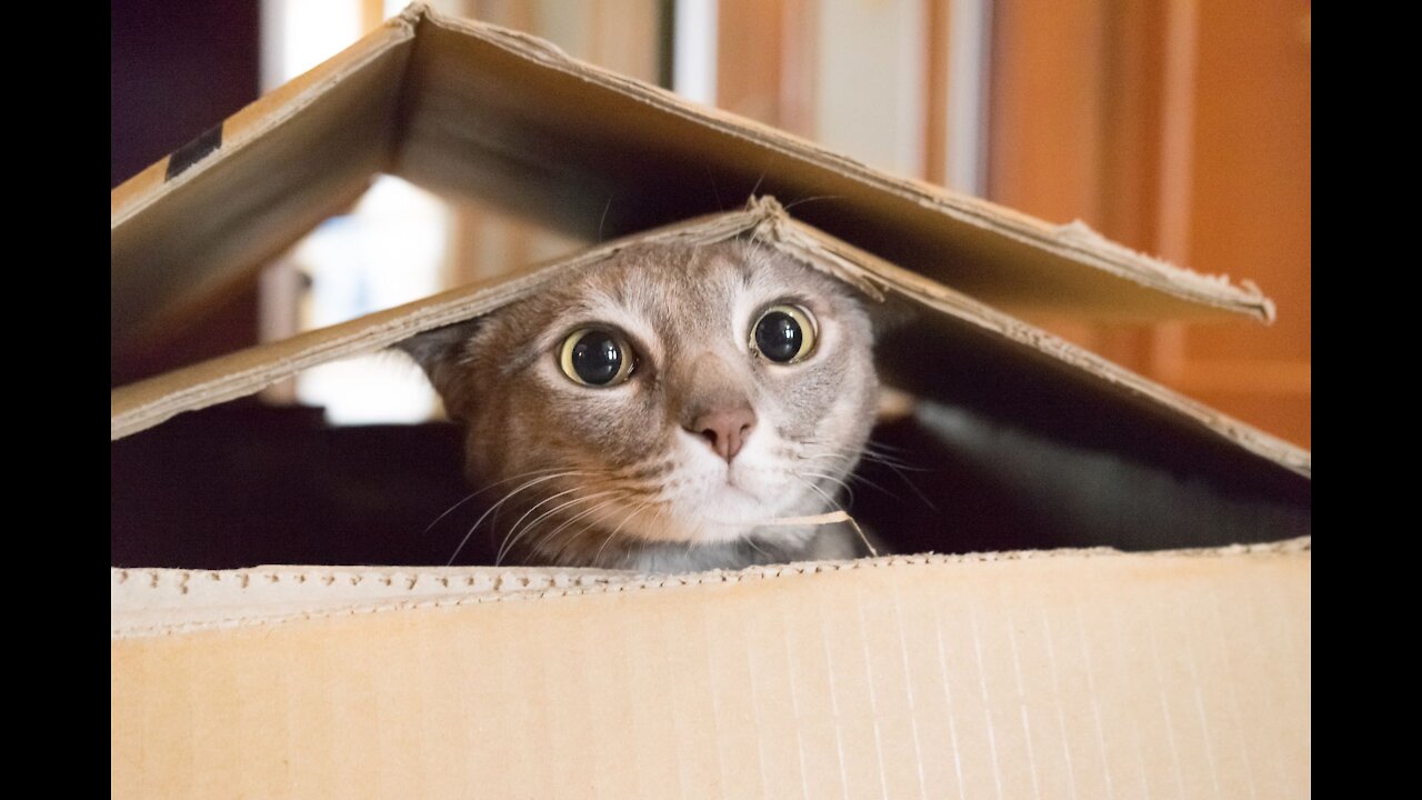 Funny and Cute Cat's Life Cats and Owners are the best friends Videos