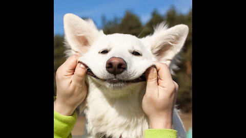 Laugh and have fun with funny dogs