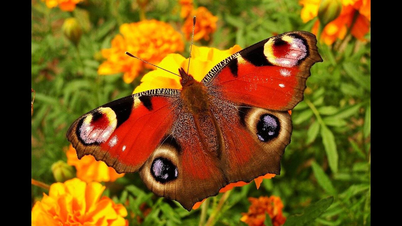 Butterfly Citrus Swallotail