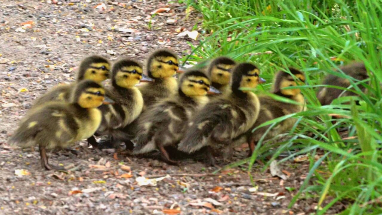 I Crossed Paths with Mallard Duck Hen and Ten Ducklings