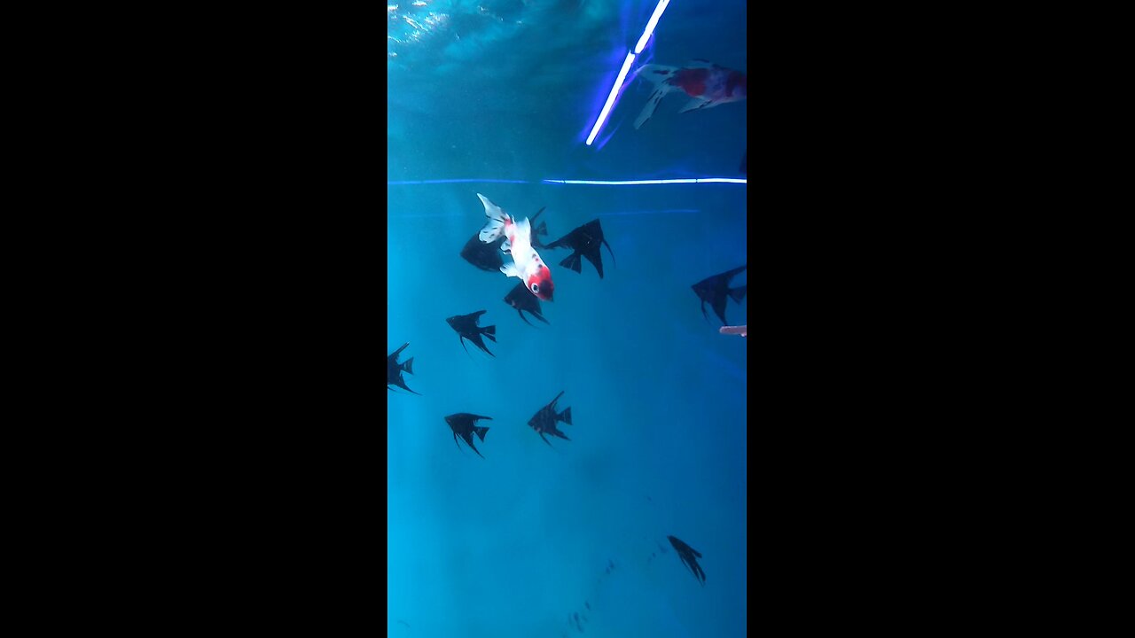under water ternal Sonepur Mela