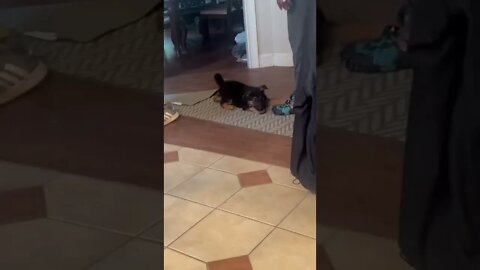 Blue Puppy and his final moments before going home!